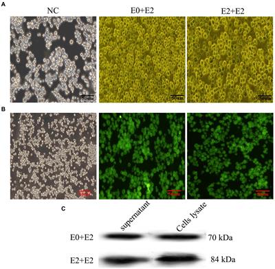 Virus-like particles vaccines based on glycoprotein E0 and E2 of bovine viral diarrhea virus induce Humoral responses
